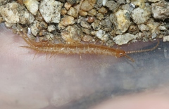 Gosibius paucidens