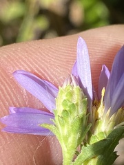 Eurybia surculosa