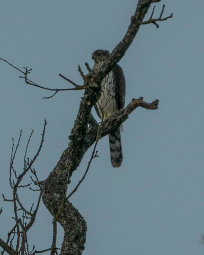 iNaturalist observation photo of Cooper's Hawk