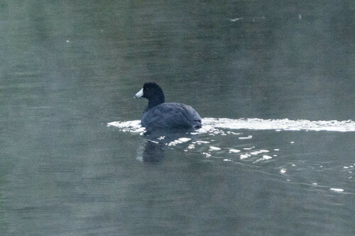 iNaturalist observation photo of American Coot