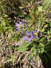 Eurybia surculosa