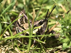 Monistria pustulifera