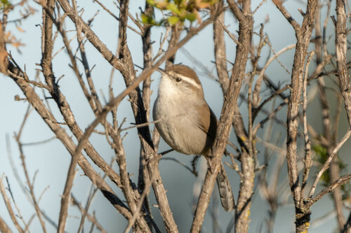 iNaturalist observation photo of Bewick's Wren