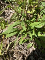 Eurybia surculosa