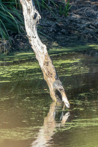 iNaturalist observation photo of Northwestern Pond Turtle