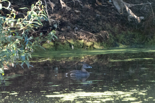 iNaturalist observation photo of Pied-billed Grebe