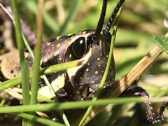 Monistria pustulifera