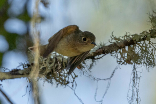 iNaturalist observation photo of Western Flycatcher