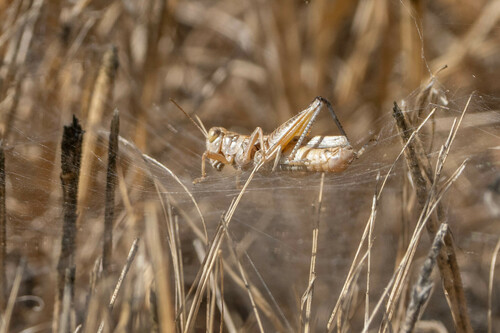 iNaturalist observation photo of Grasshoppers, Crickets, and Katydids