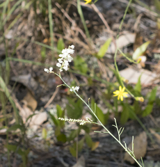 Polygonella americana