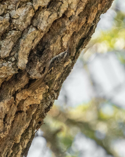 iNaturalist observation photo of Brown Creeper