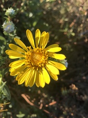 Grindelia hirsutula