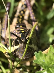 Monistria pustulifera