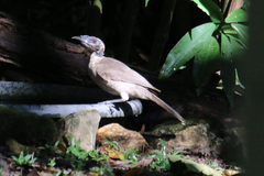 Philemon buceroides yorki