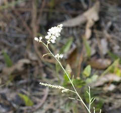 Polygonella americana