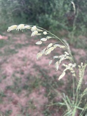 Eragrostis superba