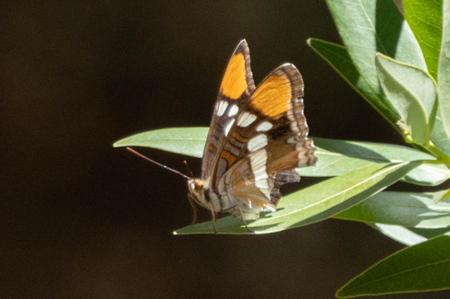 iNaturalist observation photo of California Sister