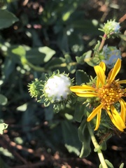 Grindelia hirsutula