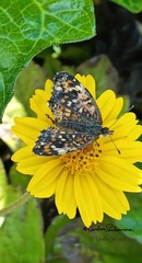 Phyciodes pallescens