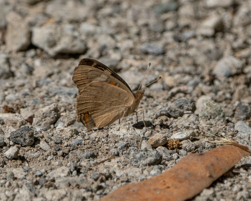 iNaturalist observation photo of Gray Buckeye