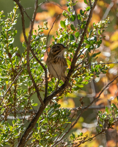 iNaturalist observation photo of Lincoln's Sparrow