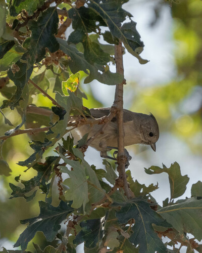 iNaturalist observation photo of Oak Titmouse