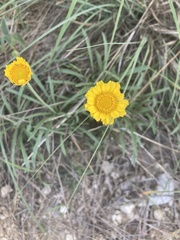 Tetraneuris linearifolia