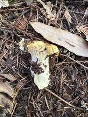 Cantharellus californicus