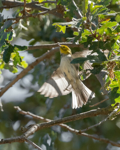 iNaturalist observation photo of Hermit Warbler