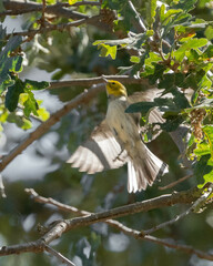 Setophaga occidentalis