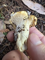 Cantharellus californicus