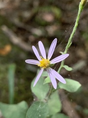 Symphyotrichum undulatum