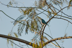 Tersina viridis