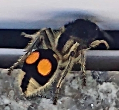 Hoplomutilla spinosa