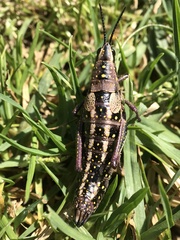 Monistria pustulifera