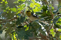 Setophaga occidentalis