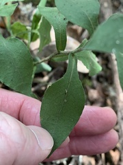 Symphyotrichum undulatum