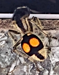 Hoplomutilla spinosa