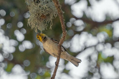 Setophaga occidentalis