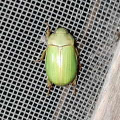 Pelidnota prasina