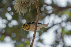 Setophaga occidentalis