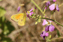 Colias lesbia