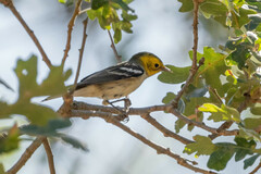 Setophaga occidentalis