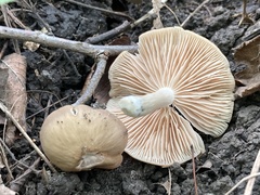 Marasmius nigrodiscus