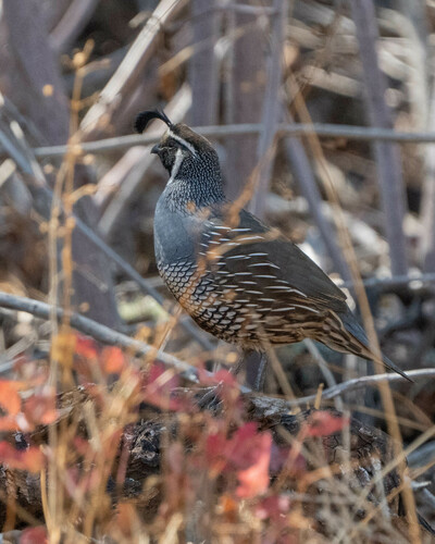 iNaturalist observation photo of California Quail