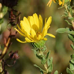 Grindelia stricta