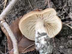 Marasmius nigrodiscus