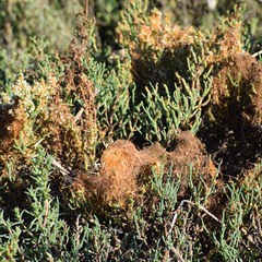 Cuscuta pacifica