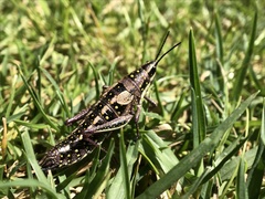 Monistria pustulifera