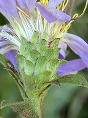 Eurybia spectabilis